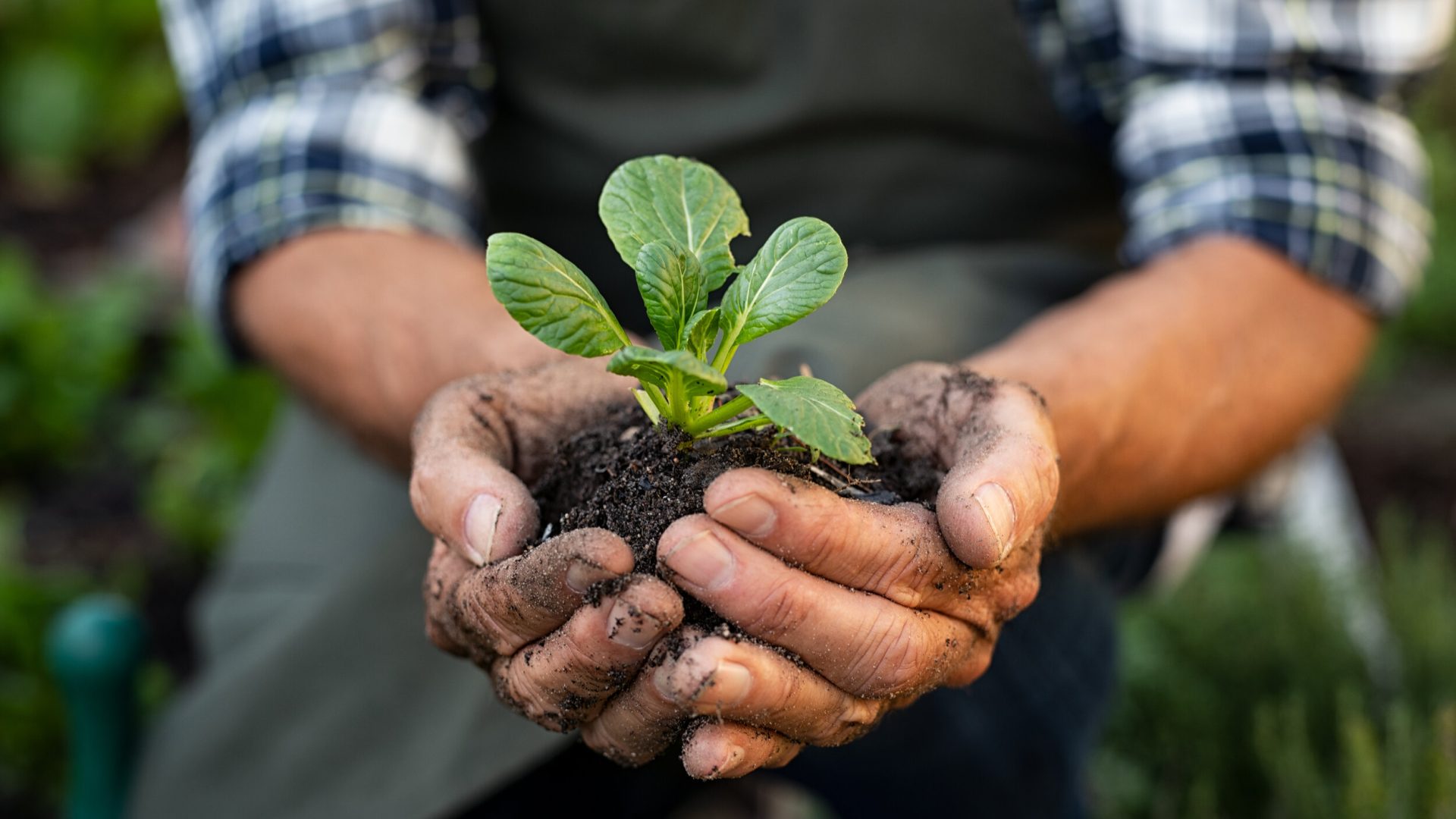 Senior man hands holding fresh green plant. Wrinkled hands holding green small plant, new life and growth concept. Seed and planting concept.