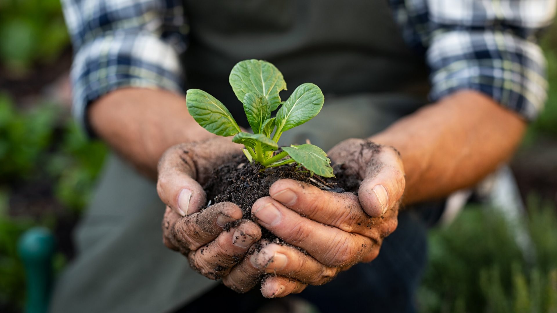 Senior man hands holding fresh green plant. Wrinkled hands holding green small plant, new life and growth concept. Seed and planting concept.